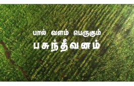 AAVIN | GREEN FODDER